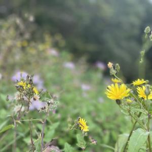 【困っちゃう風物詩 花倉楓】